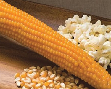 Purdue 410 Hybrid (yellow) Corn Seeds